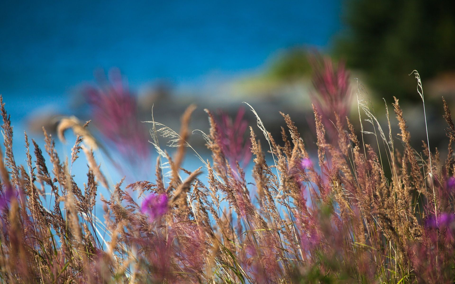 Wallpaper Natural flowers macro blur photography 1920x1200 HD