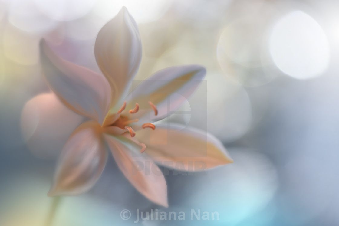 Macro Photography.Floral abstract pastel background with copy