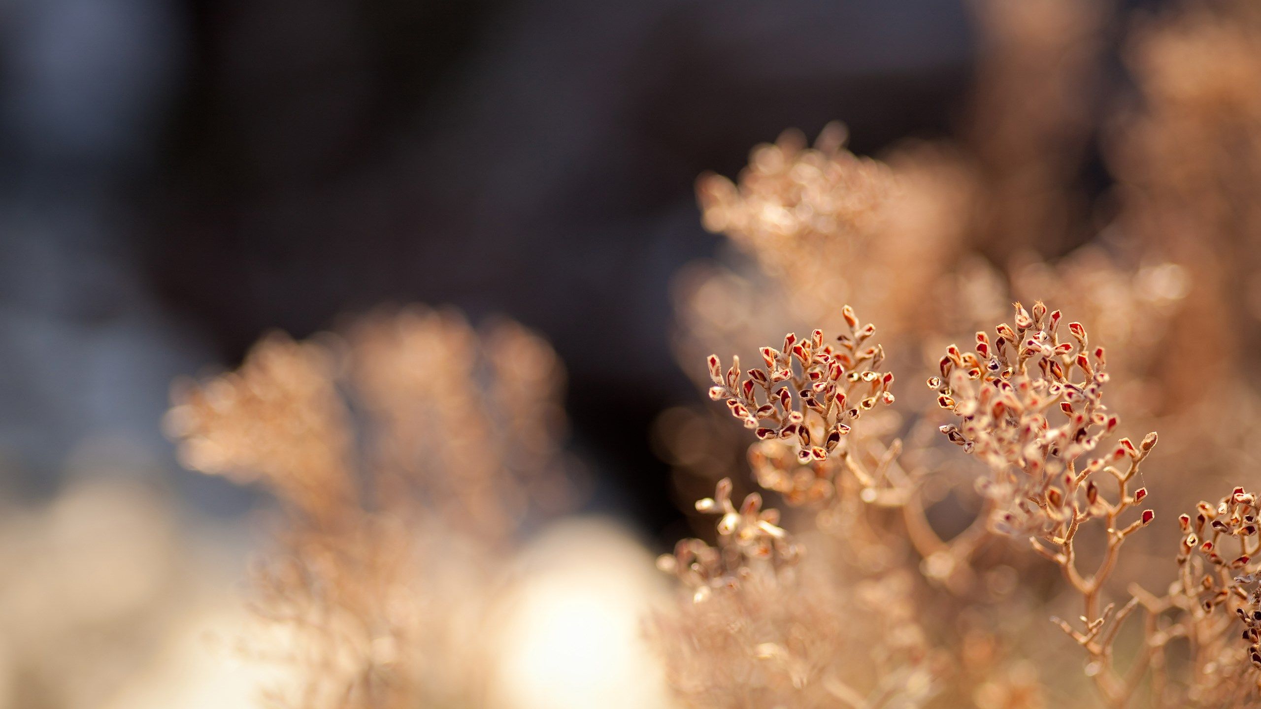 Macro Grass Plants Bokeh Blur Buds Autumn Nature Full Hd Wallpaper