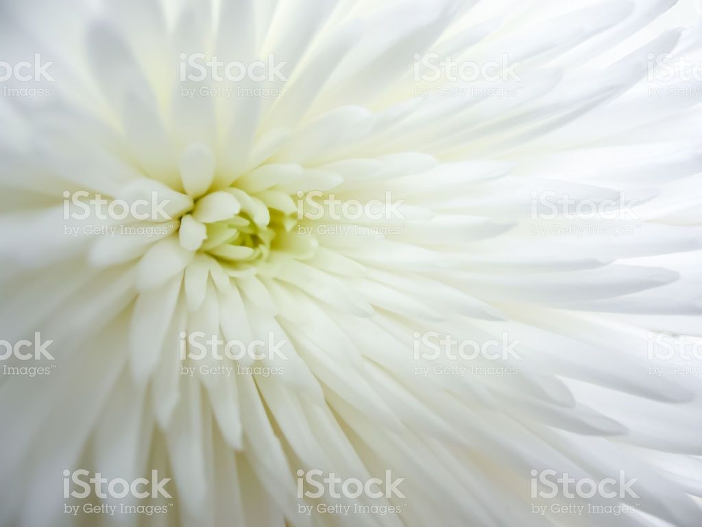 Blurred White Aster Floral Natural Background Close Up View Macro