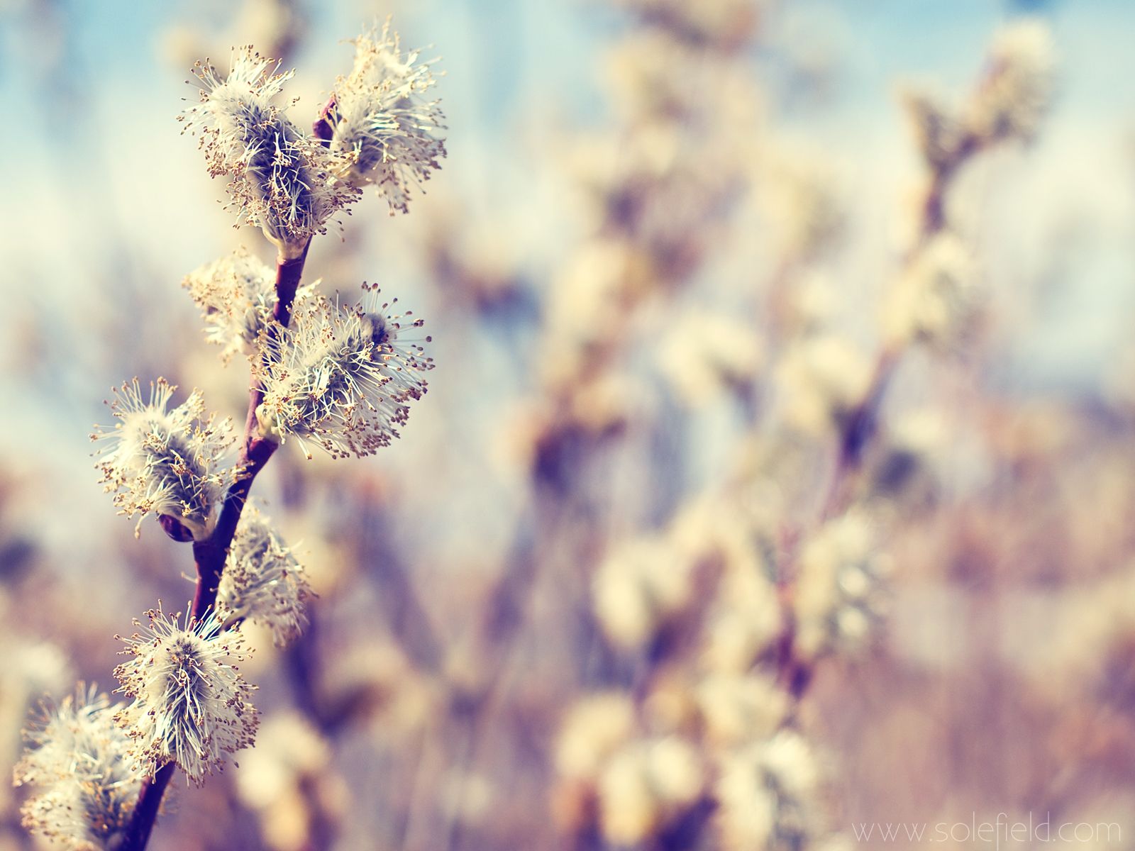Close Up, Nature, Flowers, Macro, Blurred Wallpaper