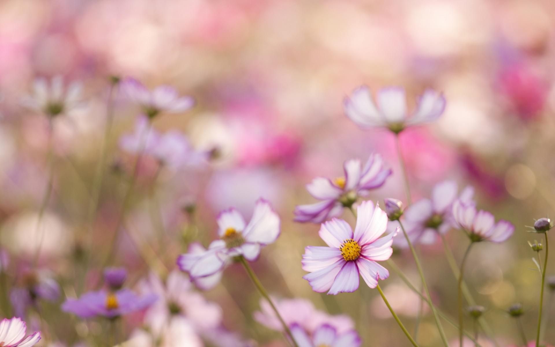 Kosmeya Flowers White Pink Petals Field Close Blurred Macro