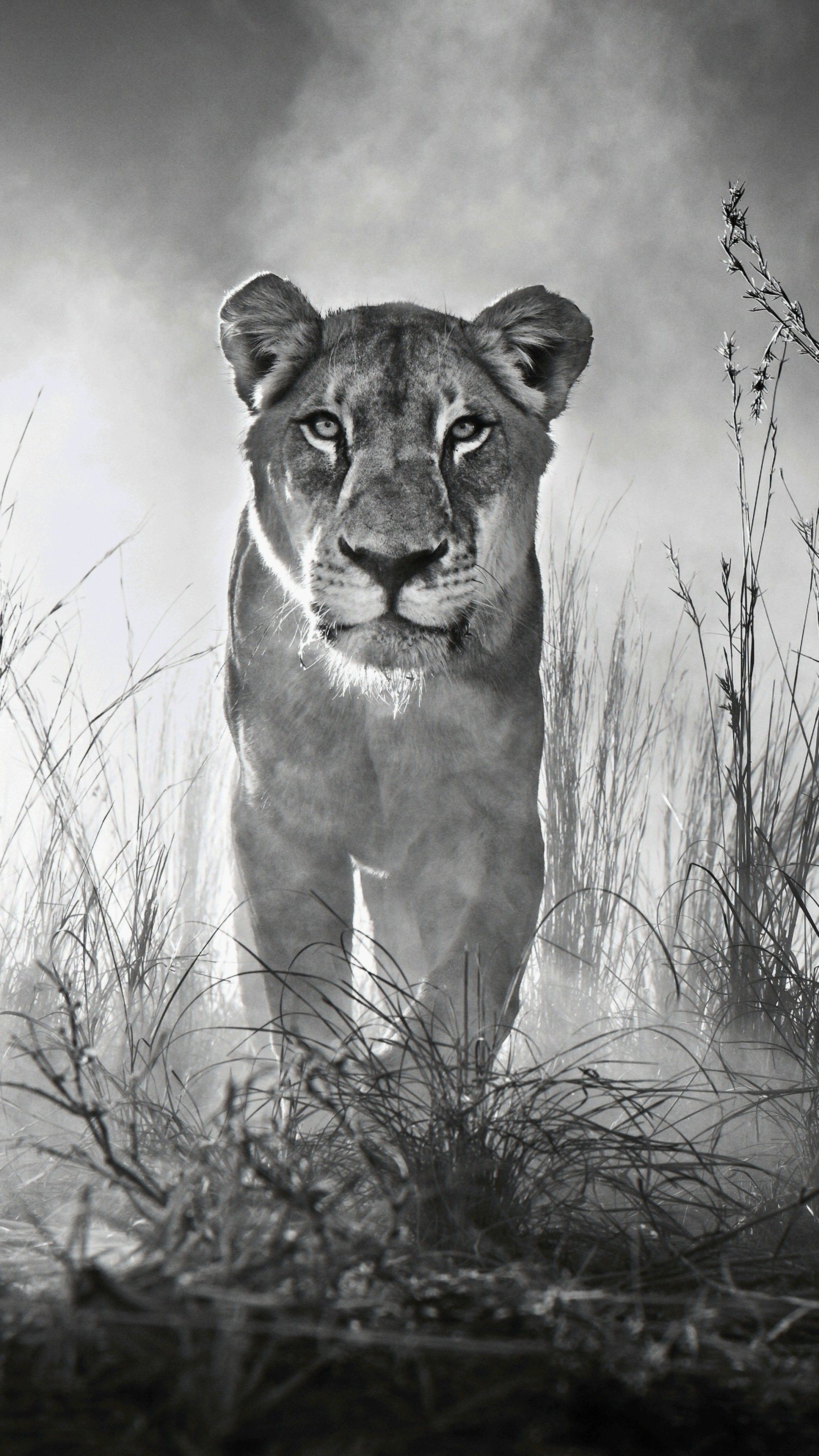 Animals #Lion 4k Black And White #wallpaper. Lion picture, Animal wallpaper, Lion wallpaper