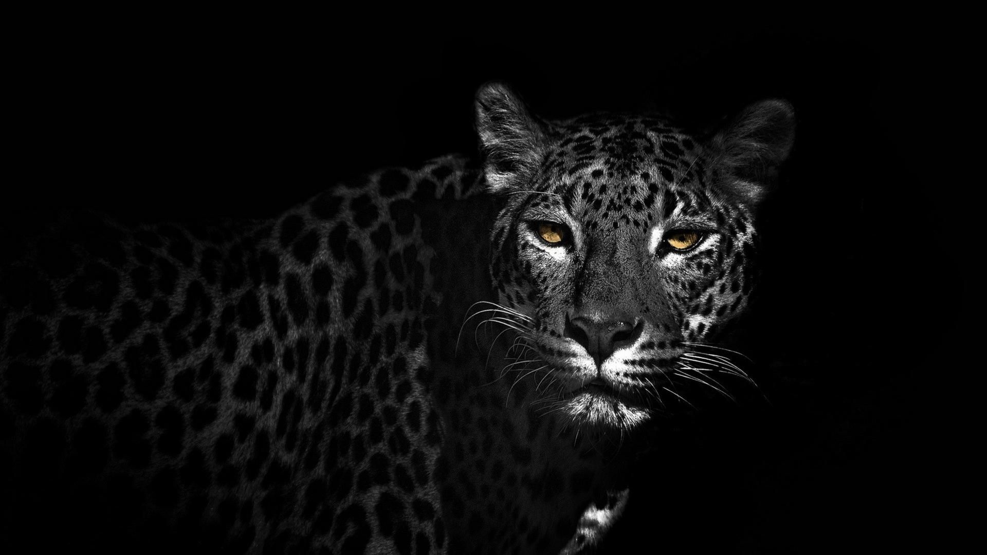 Free download Black and white animals leopards wallpaper 38563 [1920x1080] for your Desktop, Mobile & Tablet. Explore Black And White Animal Wallpaper. Black and White Dog Wallpaper, Wallpaper Borders
