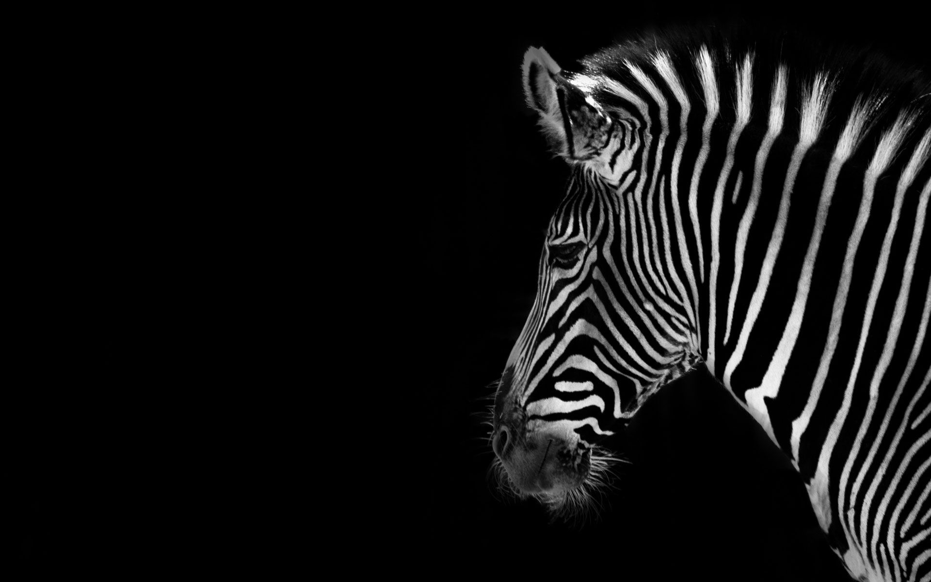 Free Black And White Animal Wallpaper, Download Free Black And White Animal Wallpaper png image, Free ClipArts on Clipart Library