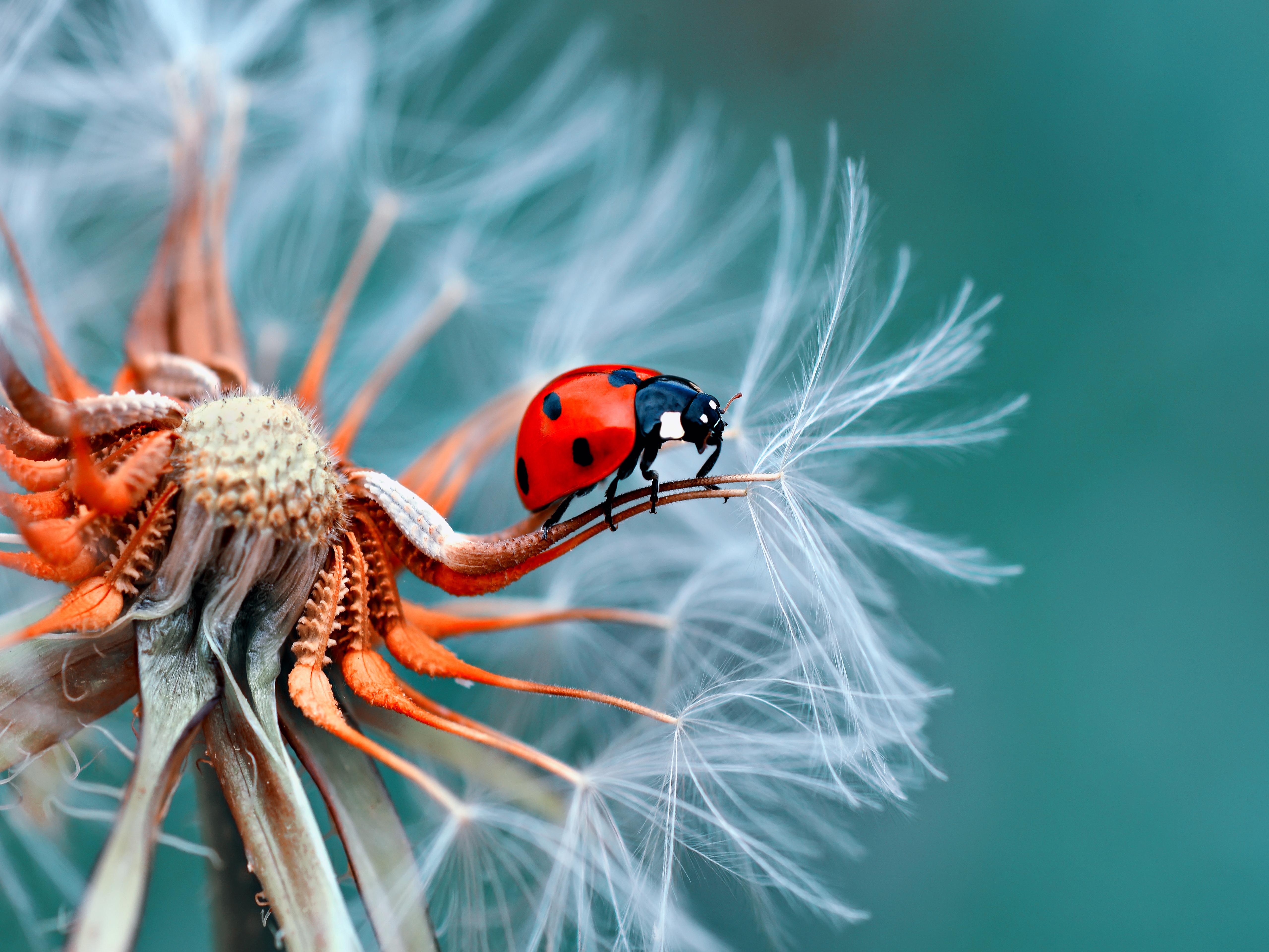 Macro HD Wallpapers Wallpaper Cave