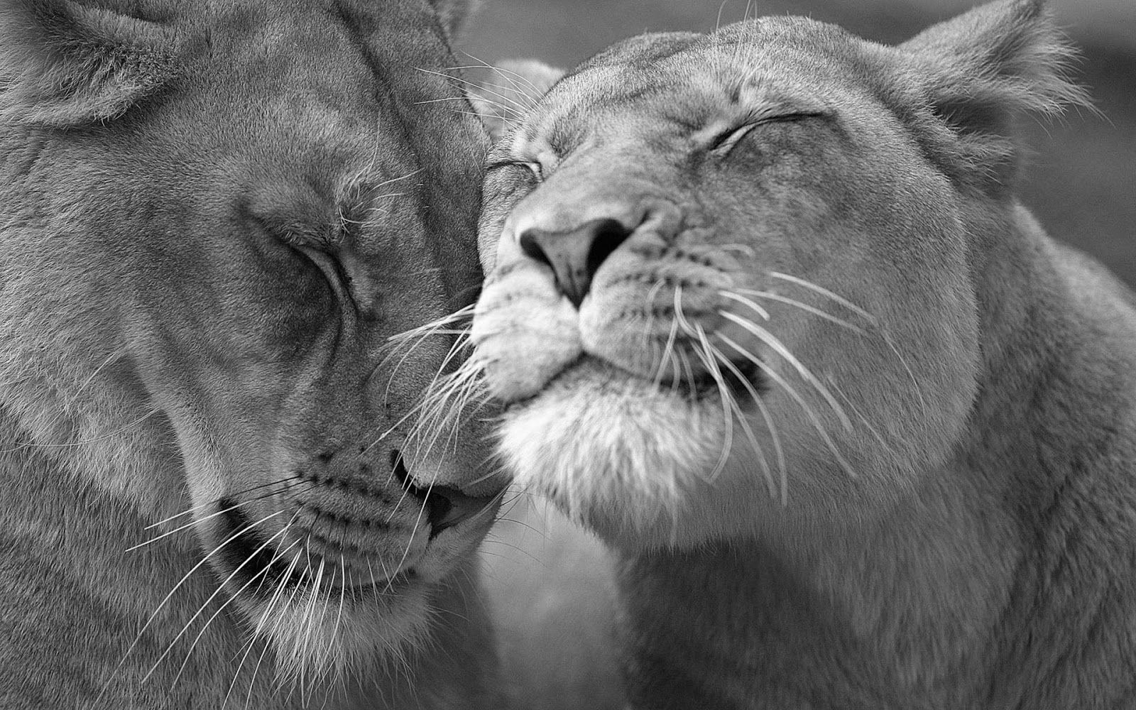 Black and white wallpaper with lions. HD Animals Wallpaper