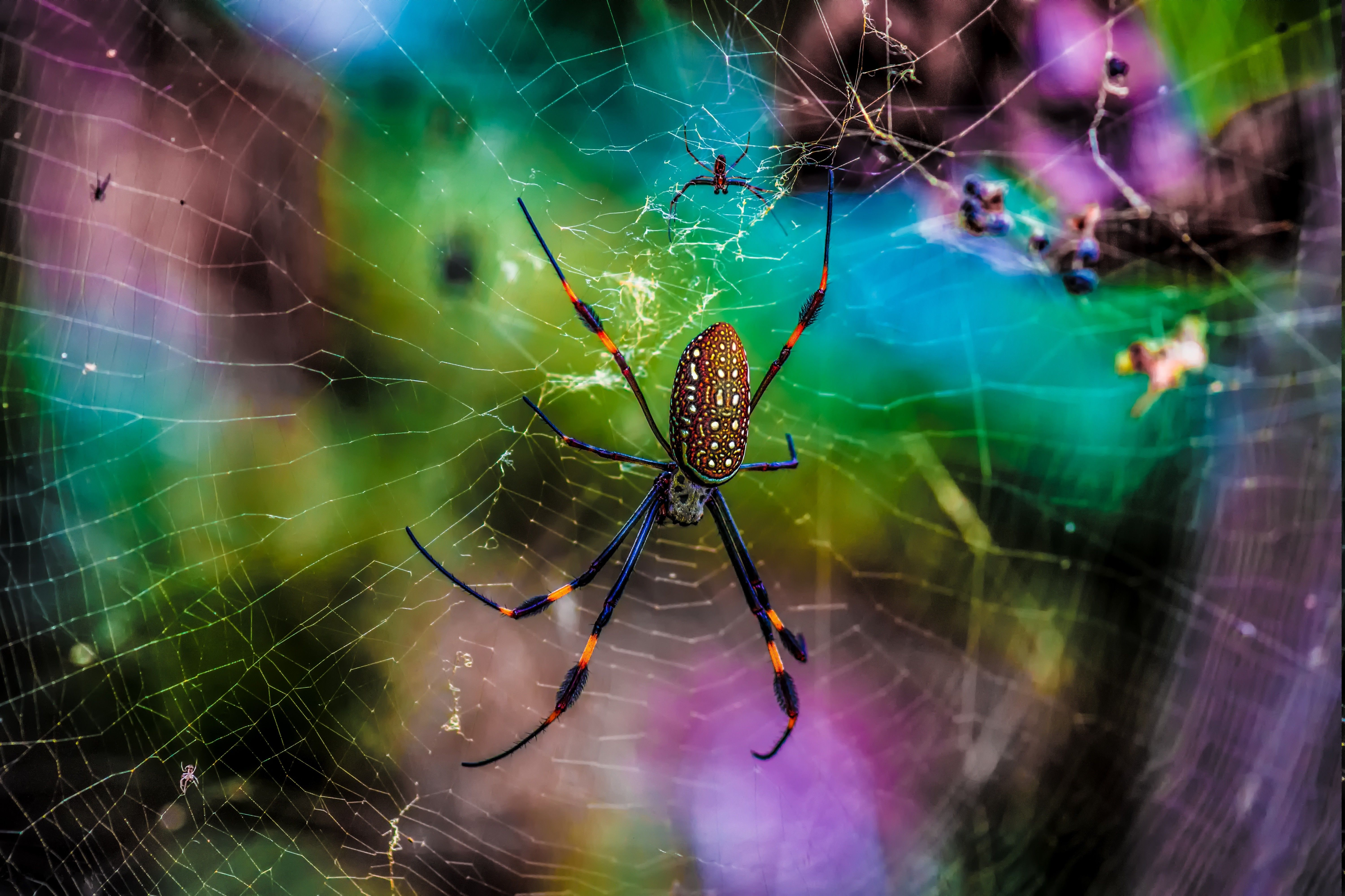 animals, Macro, Nature, Spider Wallpaper HD / Desktop and Mobile
