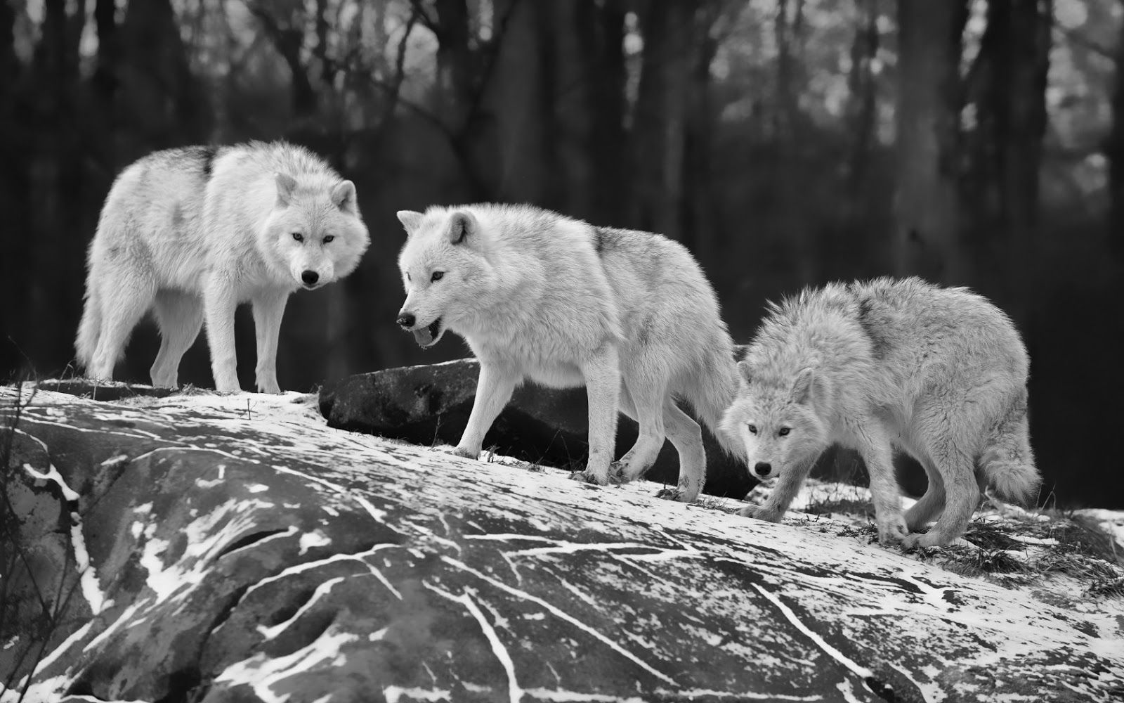 Wolves black and white wallpaper. HD Animals Wallpaper