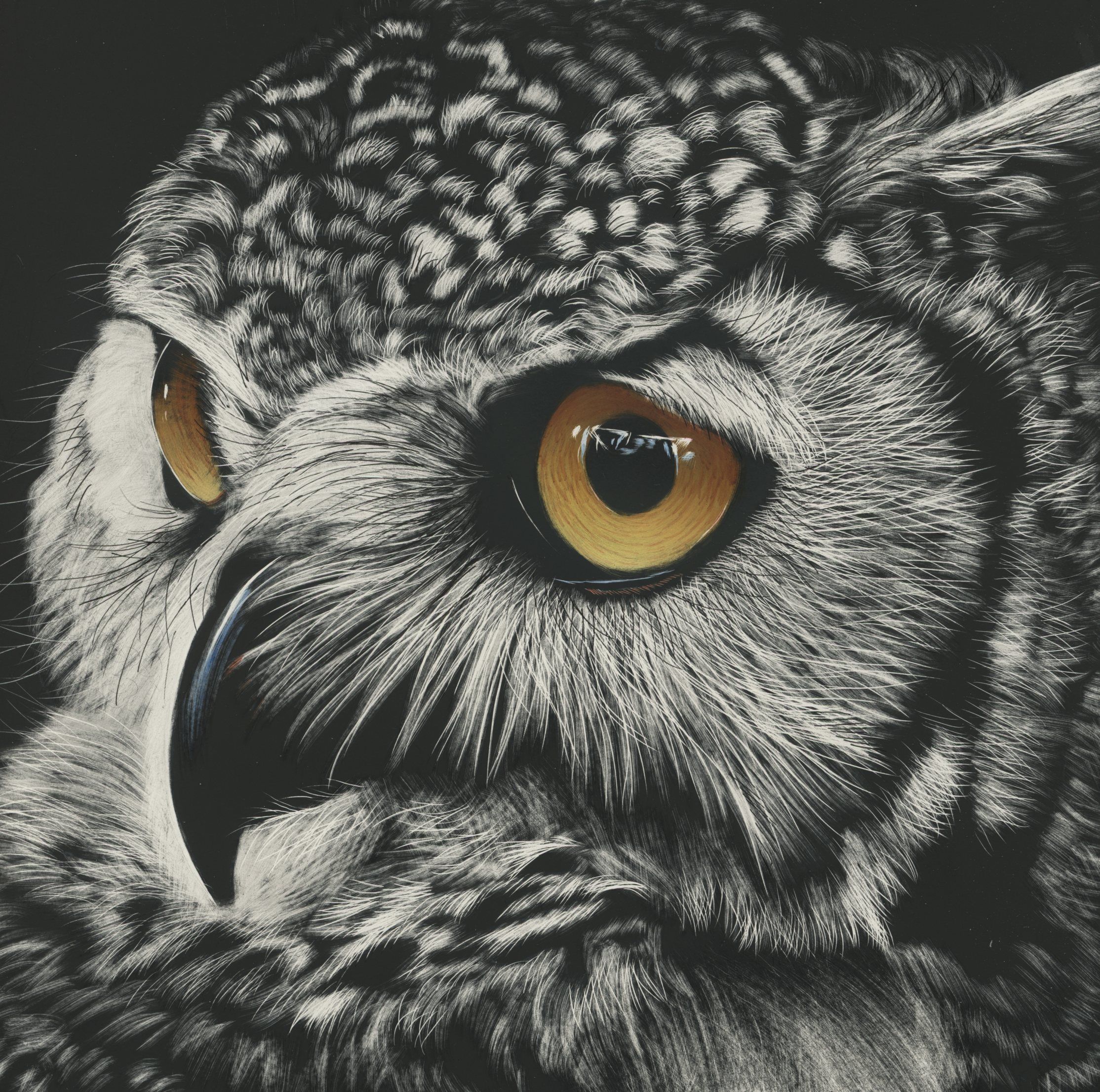 Desktop Wallpaper Owls Eyes Beak Black and white Animals 2228x2212