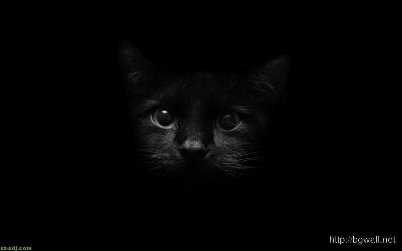 Black Cat Face Animals Wallpaper Background