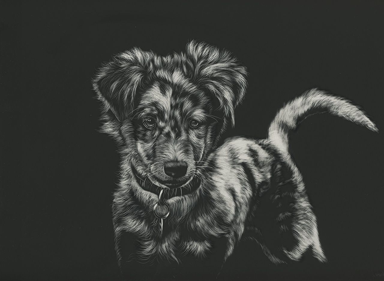image Dogs Black and white Animals Painting Art Black background