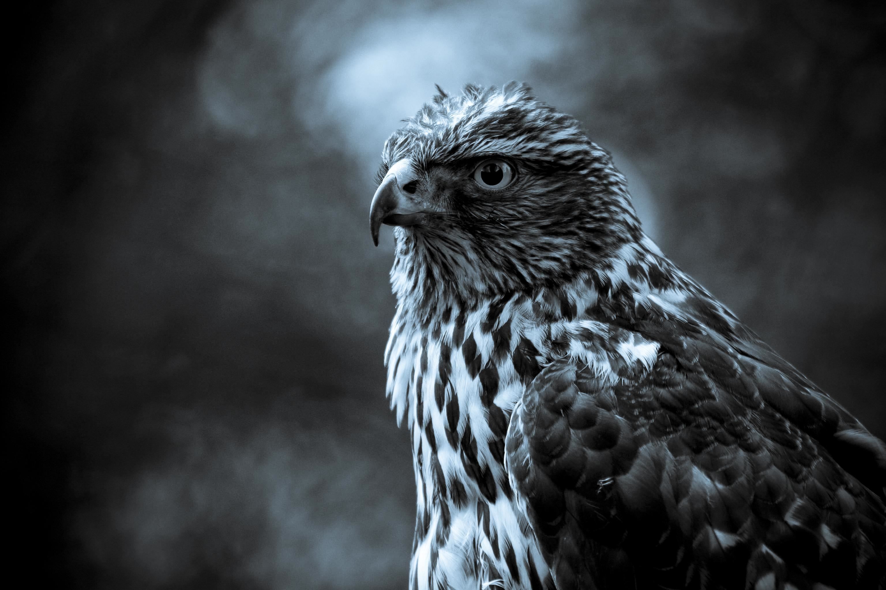 black and white photographed animals. Eagle, Black and white art photographs, Animal Wallpaper And. Animal wallpaper, Eagle animals, Eagle wallpaper