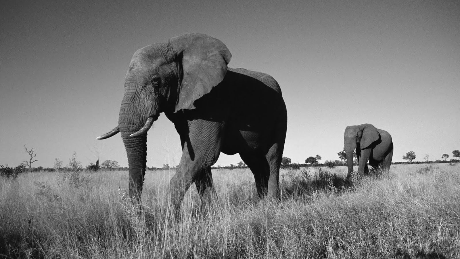 Black and white photo with elephants. HD Animals Wallpaper