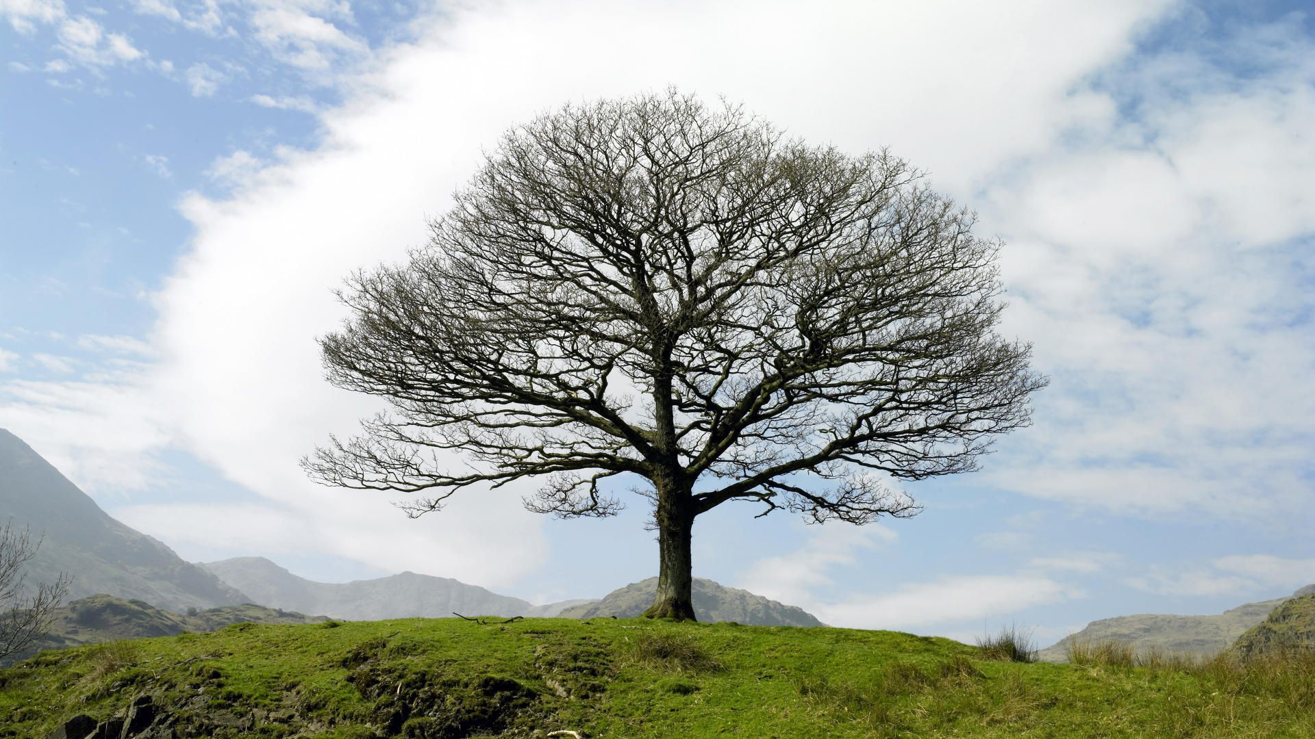 Download Wallpaper tree clouds uk england united kingdom, 1920x Dry Tree, Little Langdale, Lake District, England