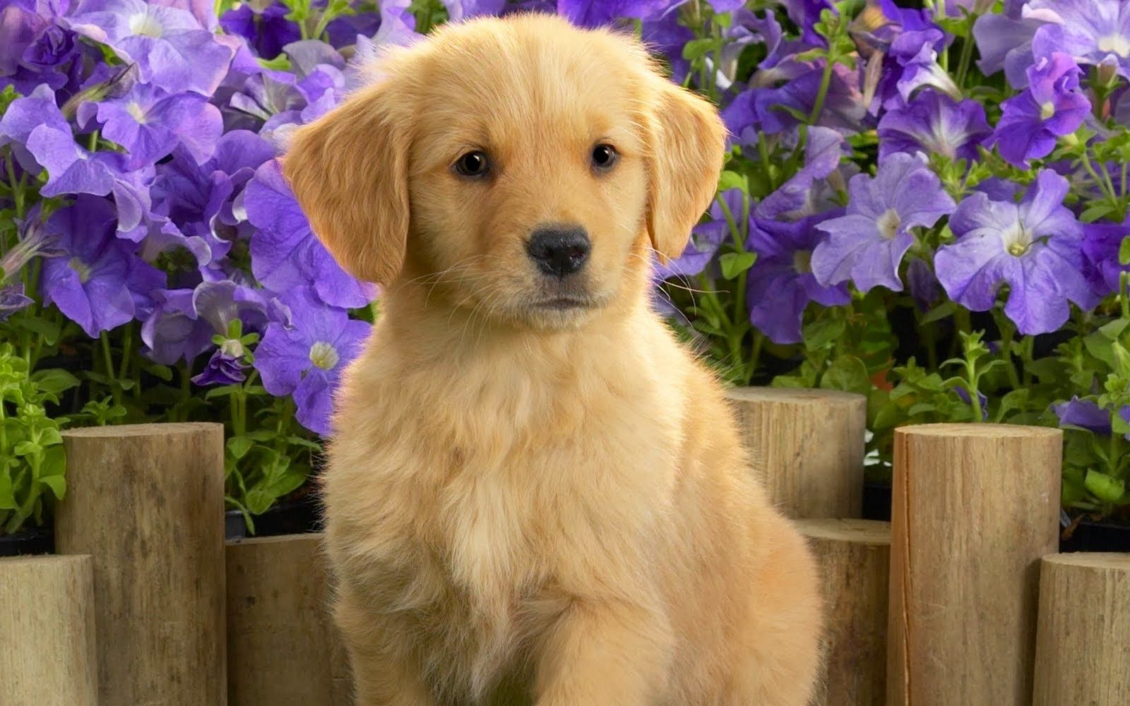 Petstyle Wallpaper: Golden Retriever Puppies Wallpaper