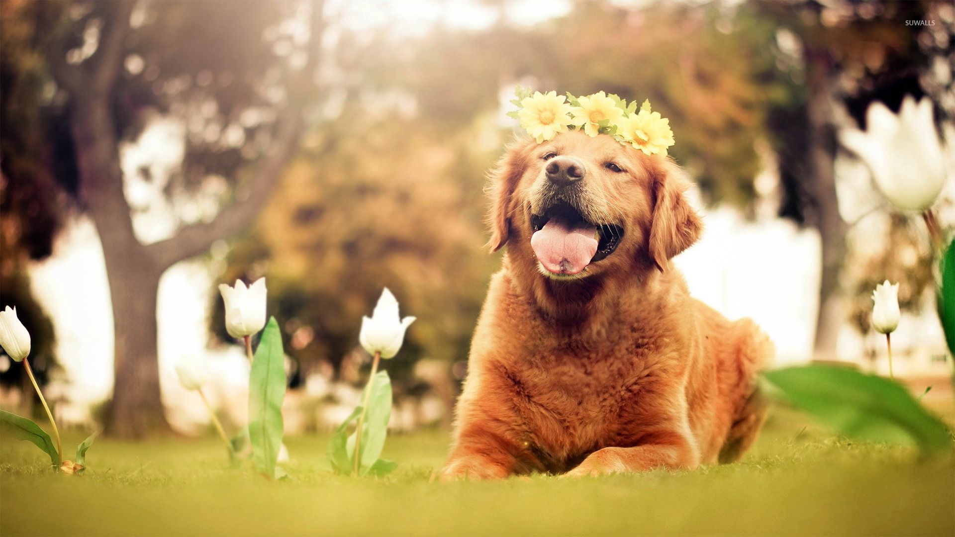 Easter Golden Retriever Wallpaper