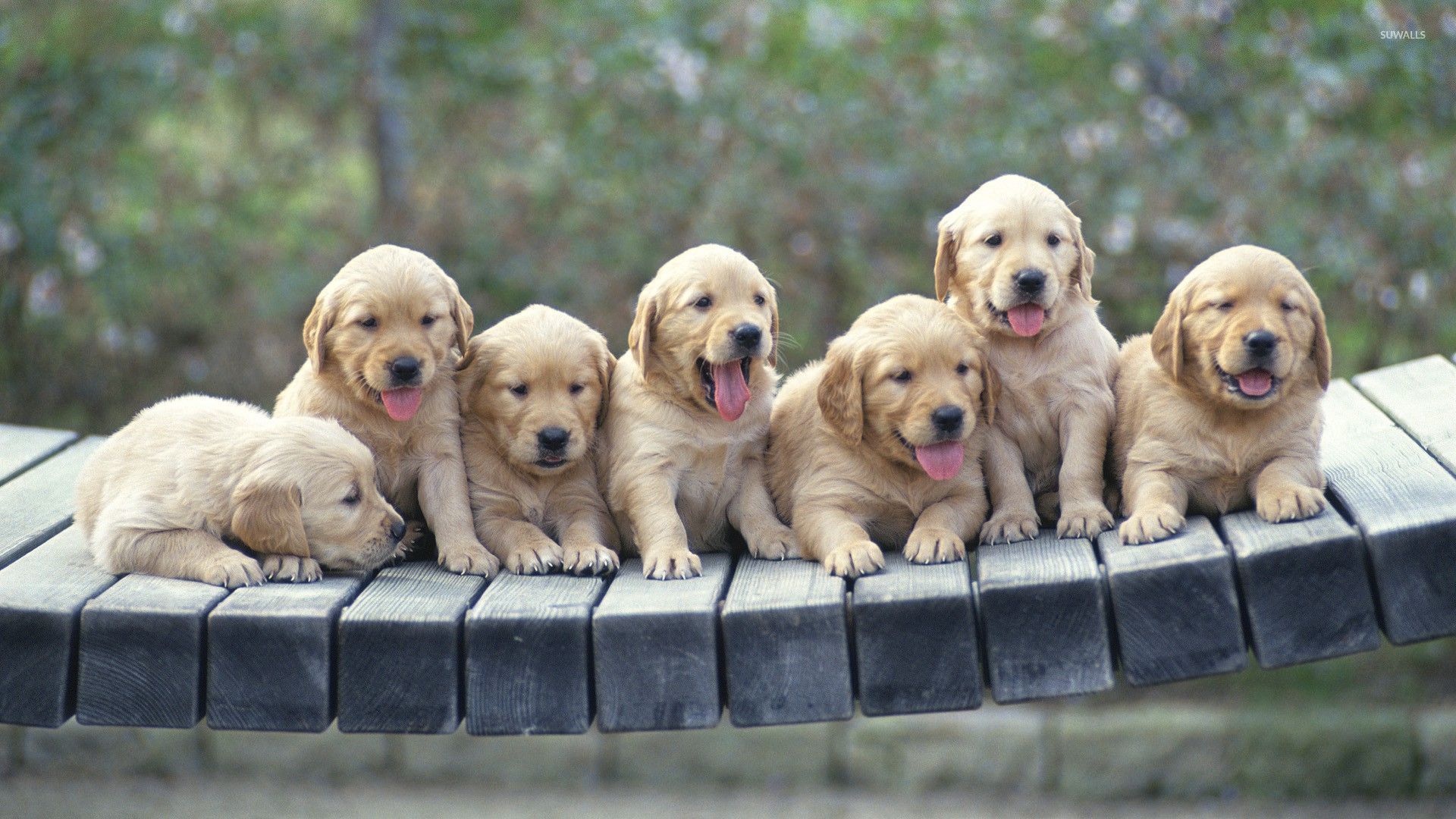 Golden Retriever puppies wallpaper wallpaper