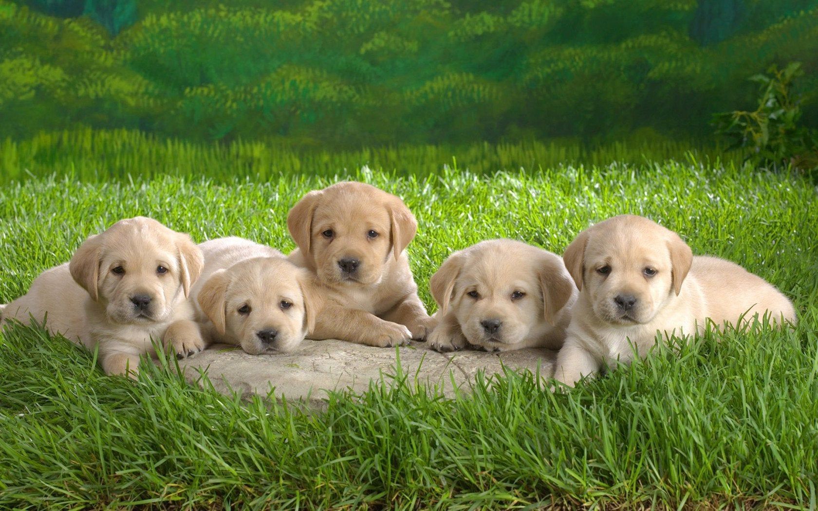 Litter Golden Retrievers Pups Wallpaper [1680 × 1050] Enjoy