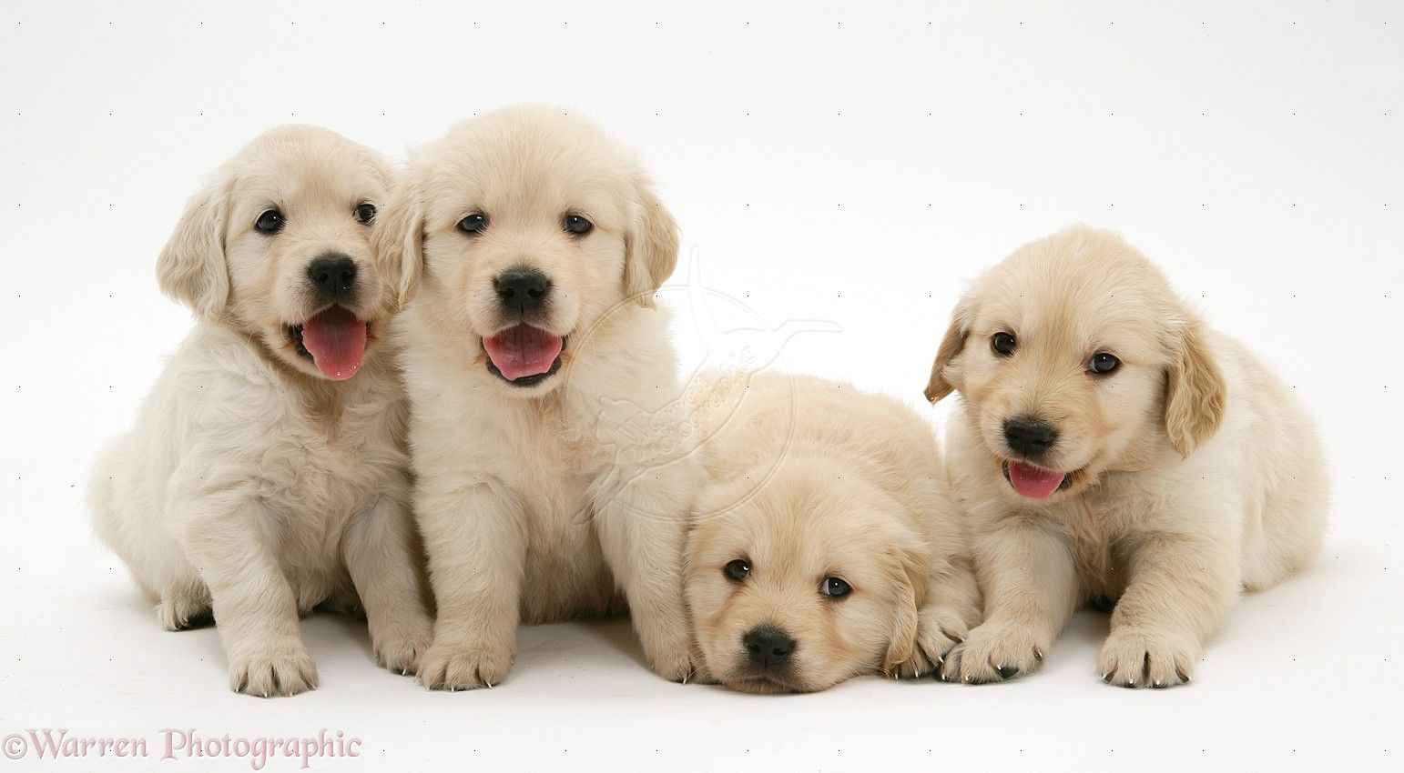 Golden Retriever Puppies 8 Wallpaper, Free Golden Retriever