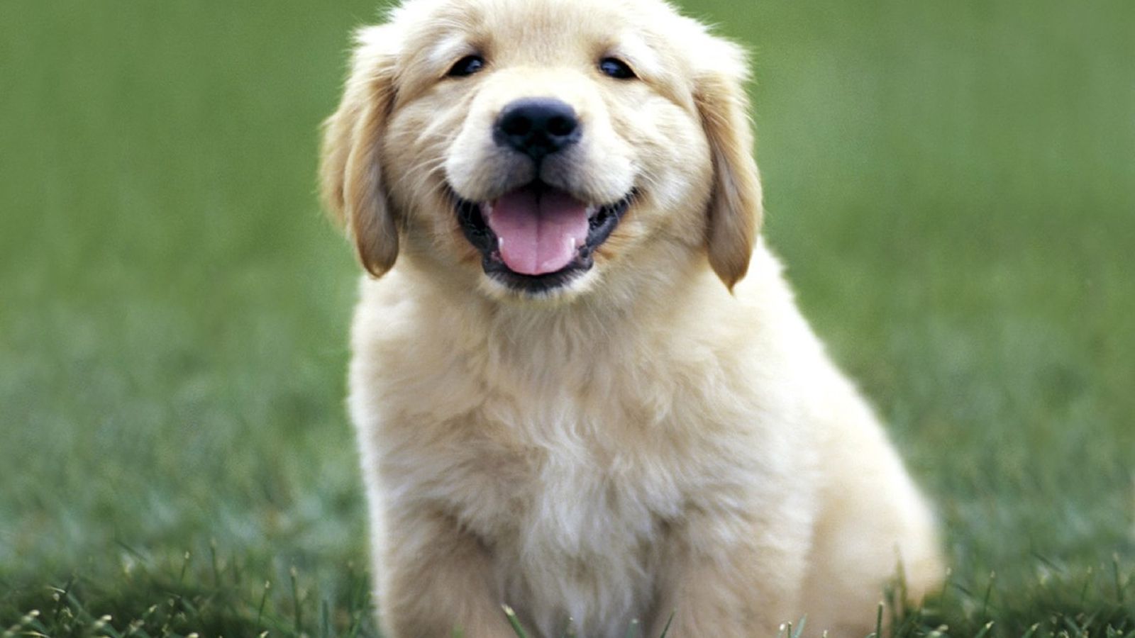 Free download Cute Golden Retriever Puppies Wallpaper High
