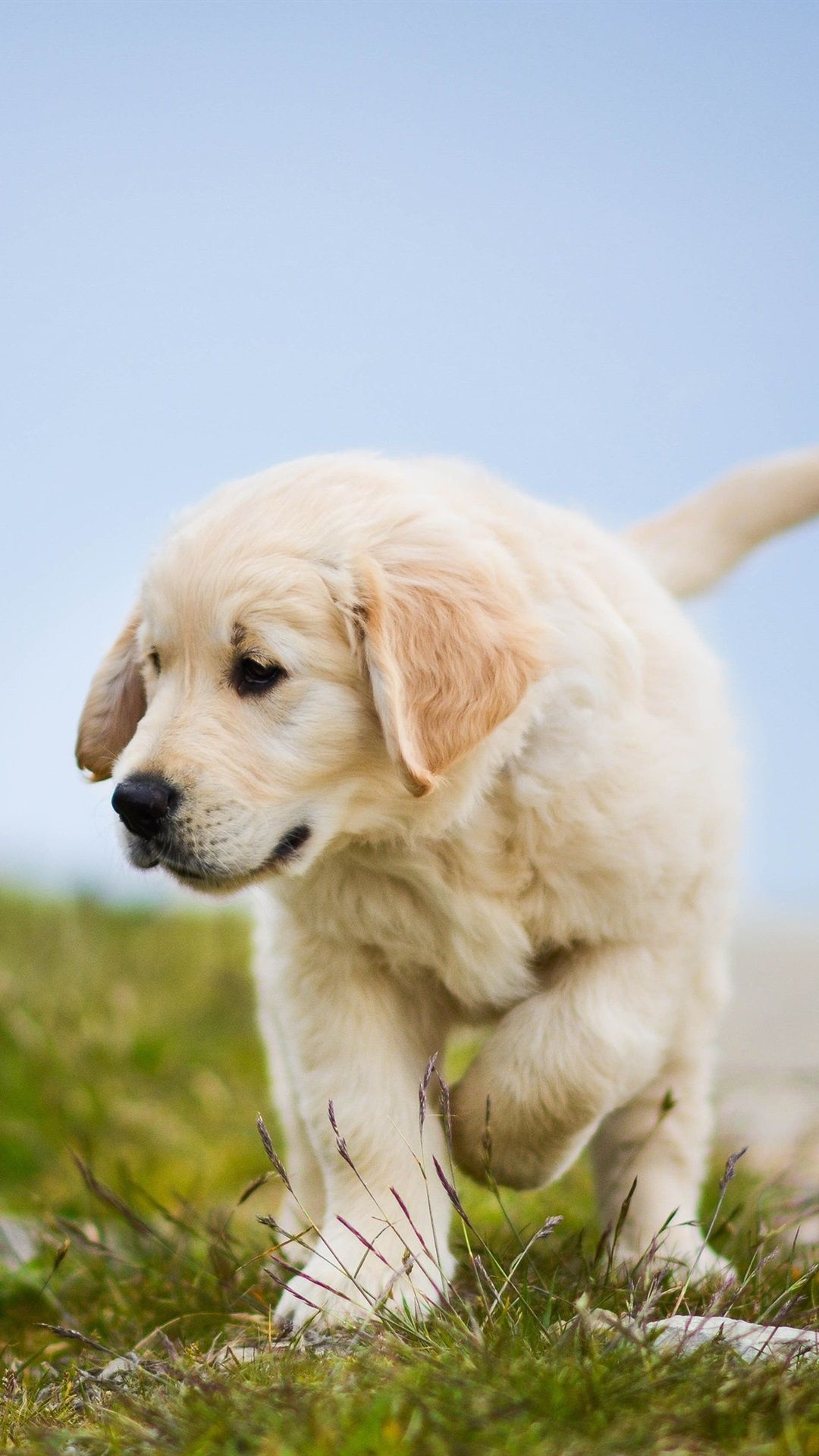 Golden Retriever, Cute Dog, Puppy, Grass 1080x1920 IPhone 8 7 6 6S