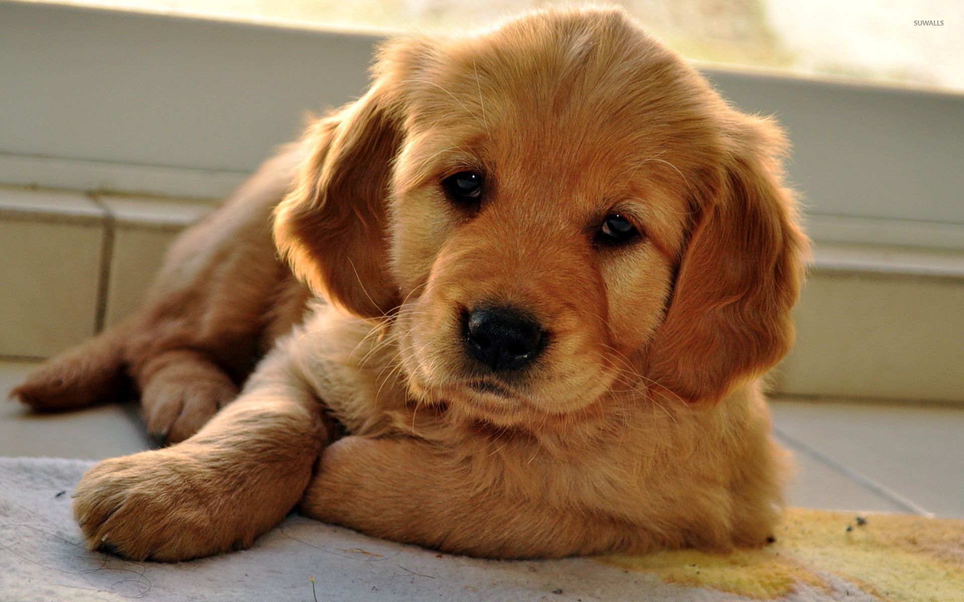 Golden Retriever puppy [6] wallpaper wallpaper