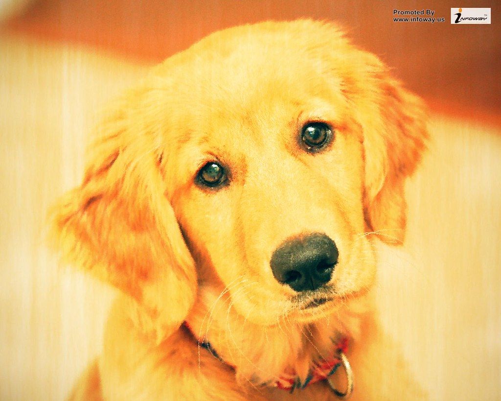 golden retriever puppy wallpaper