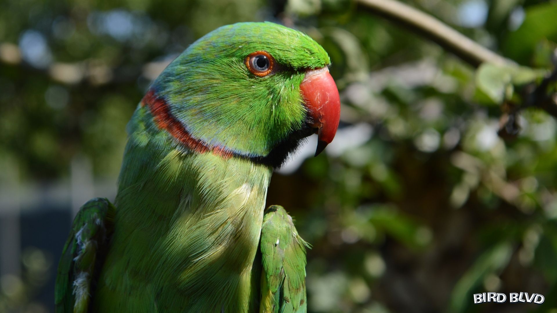Ludovic the Indian Ringneck. HD Wallpaper