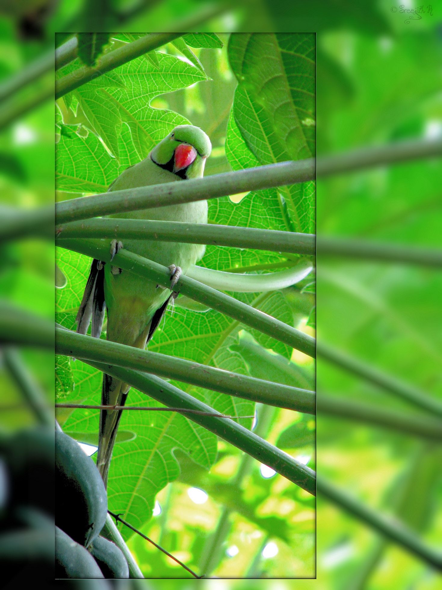 Indian Ringneck Wallpapers - Wallpaper Cave