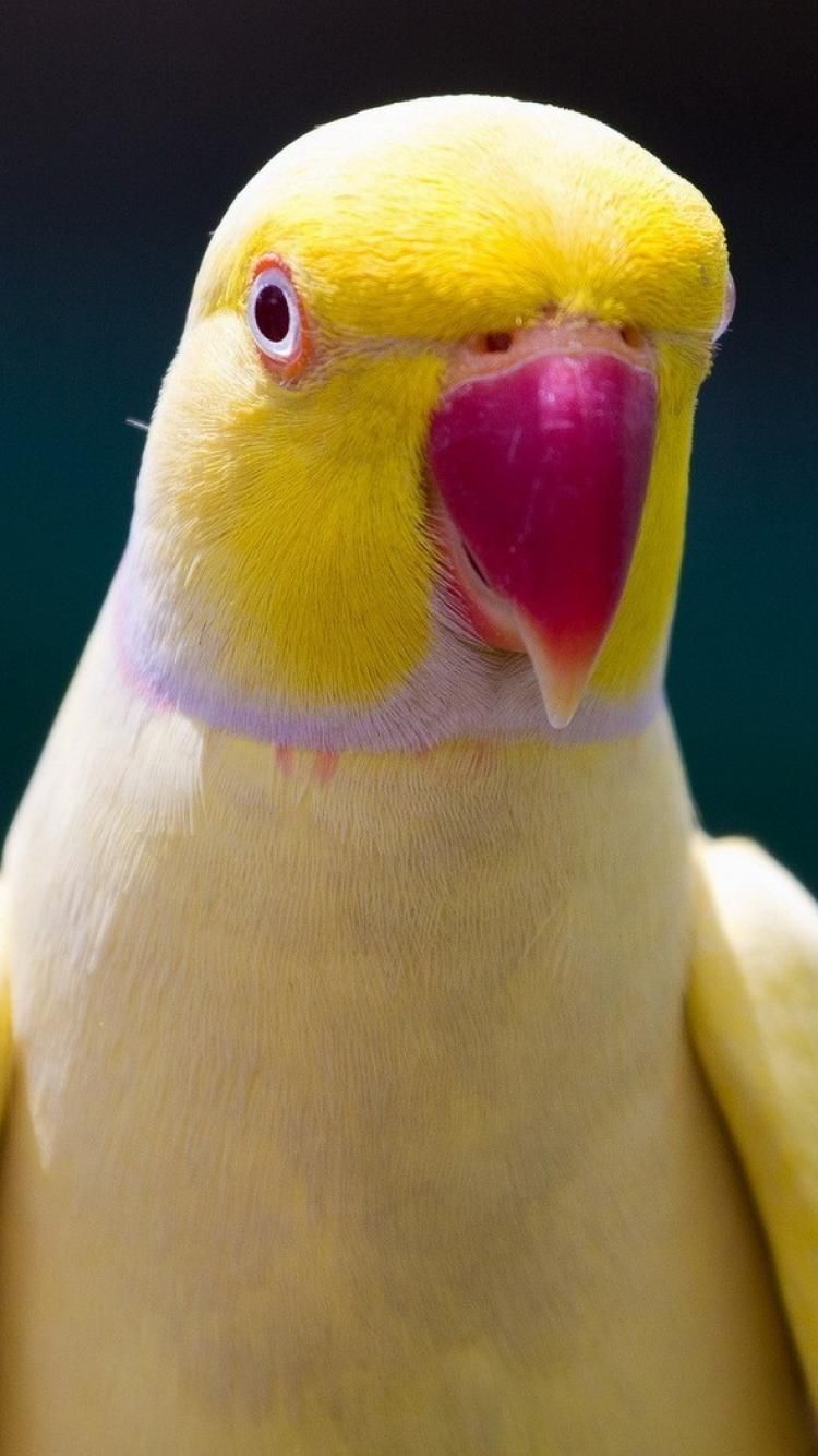 Indian Ringneck Wallpapers - Wallpaper Cave