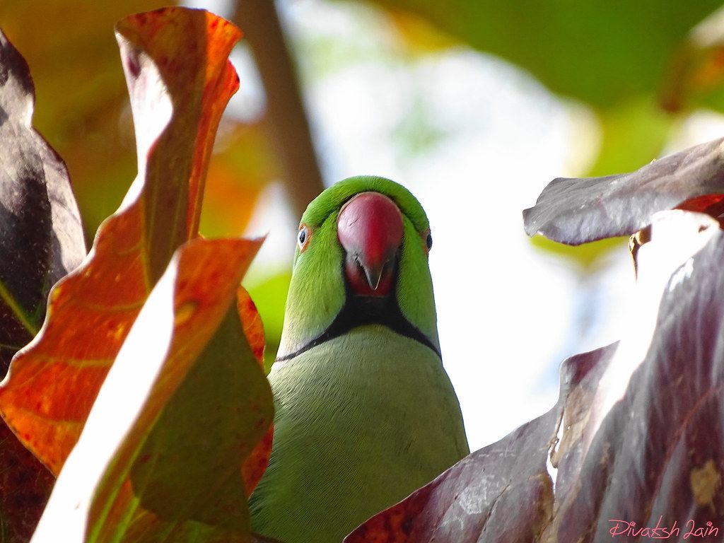 Indian Ringneck Wallpapers - Wallpaper Cave
