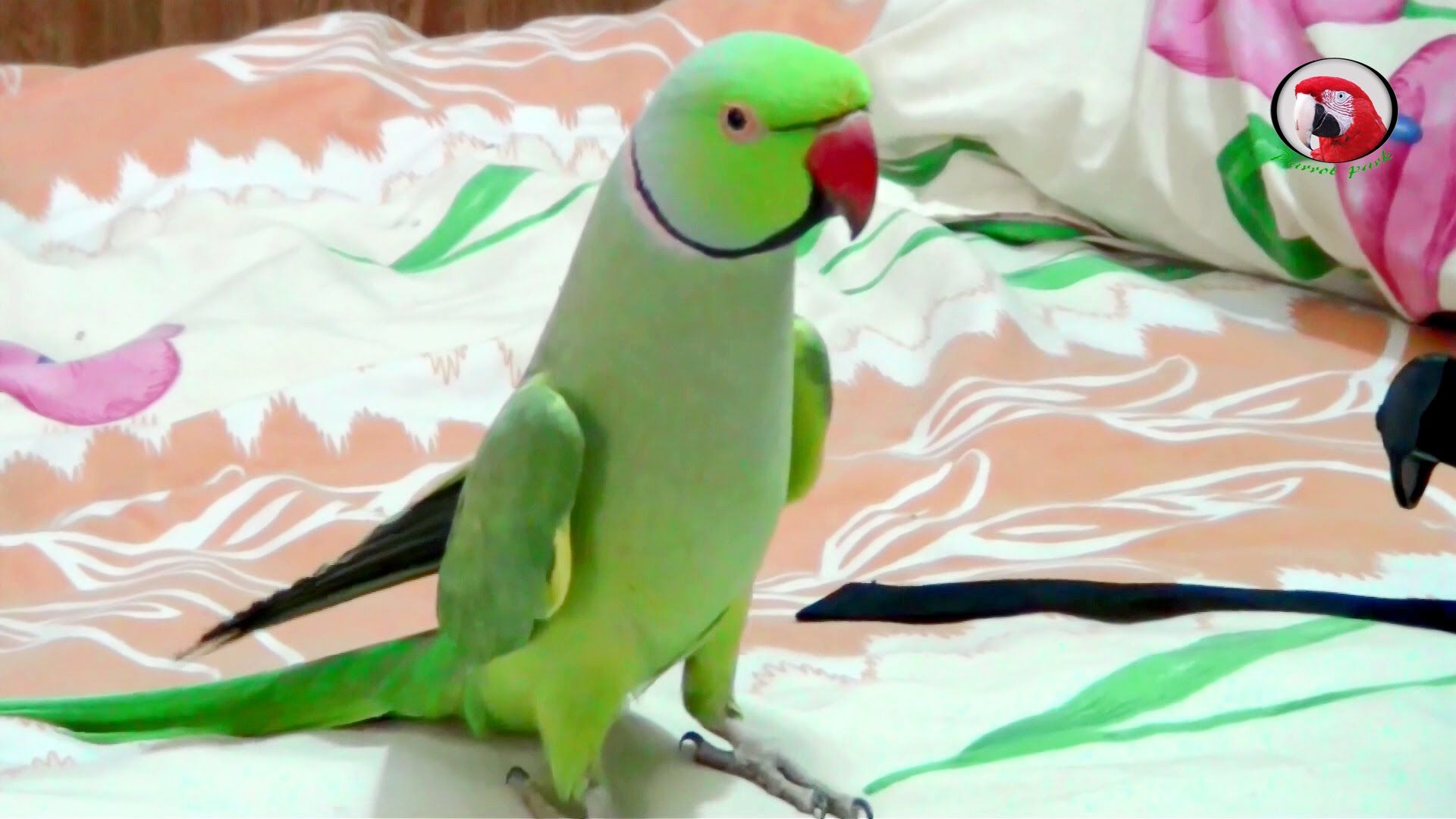 Sammy The Talking Indian Ring Neck Parrot