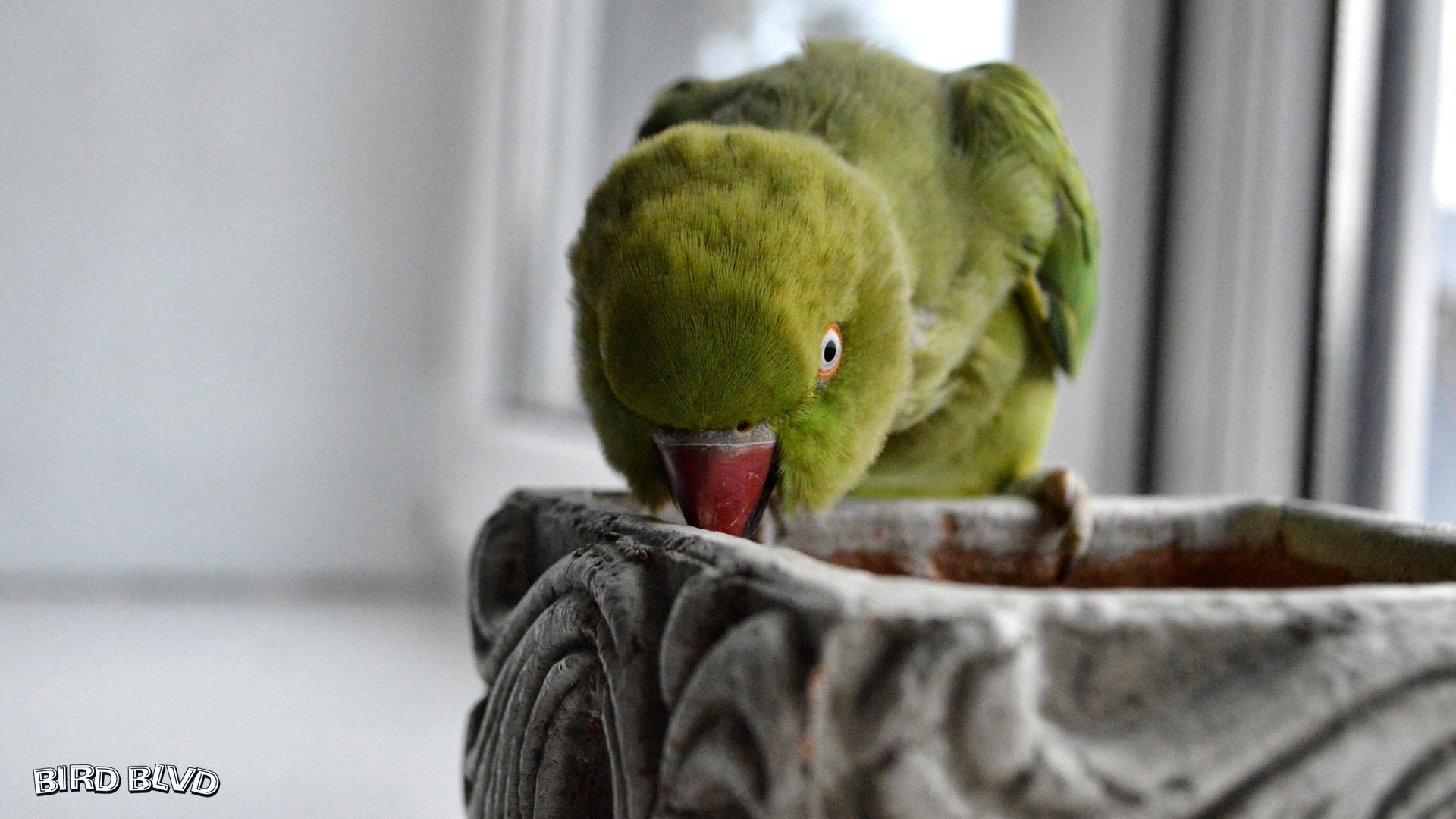 Indian Ringneck Wallpapers - Wallpaper Cave