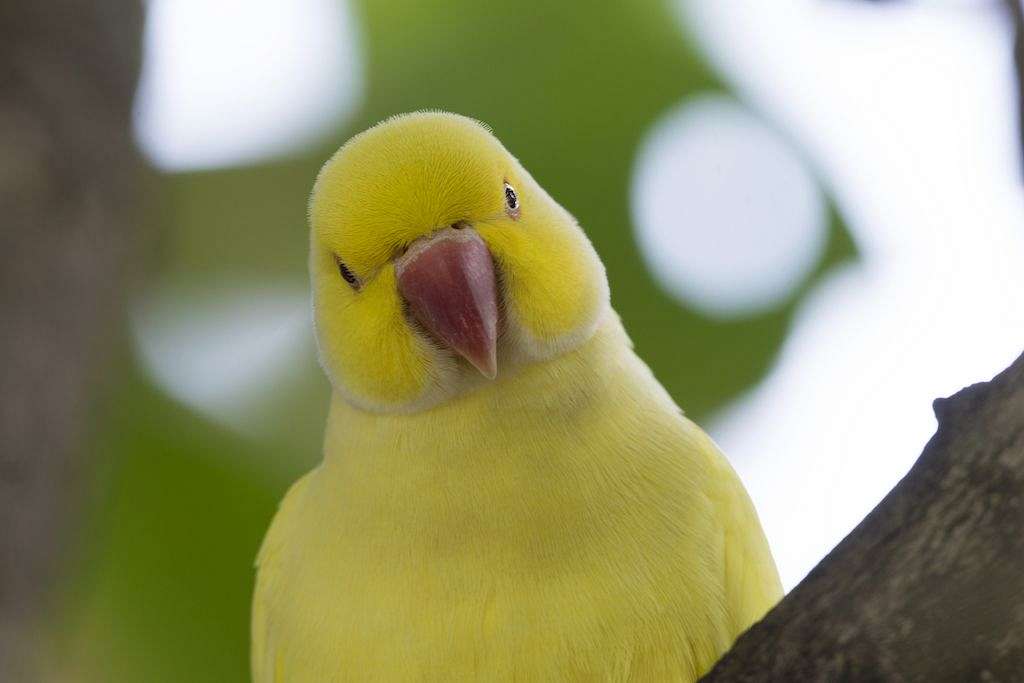 Indian Ringneck Wallpapers - Wallpaper Cave