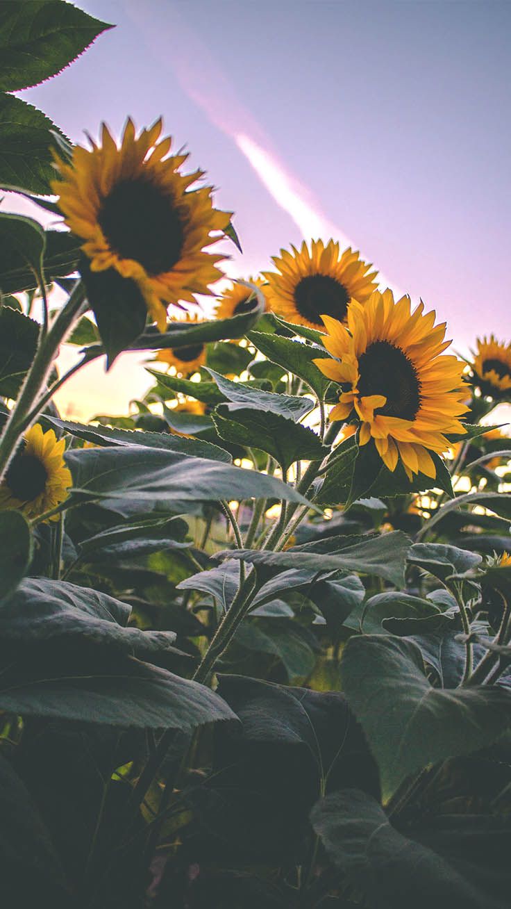 sunflowers   Aesthetic wallpapers Nature aesthetic Wallpapers vintage
