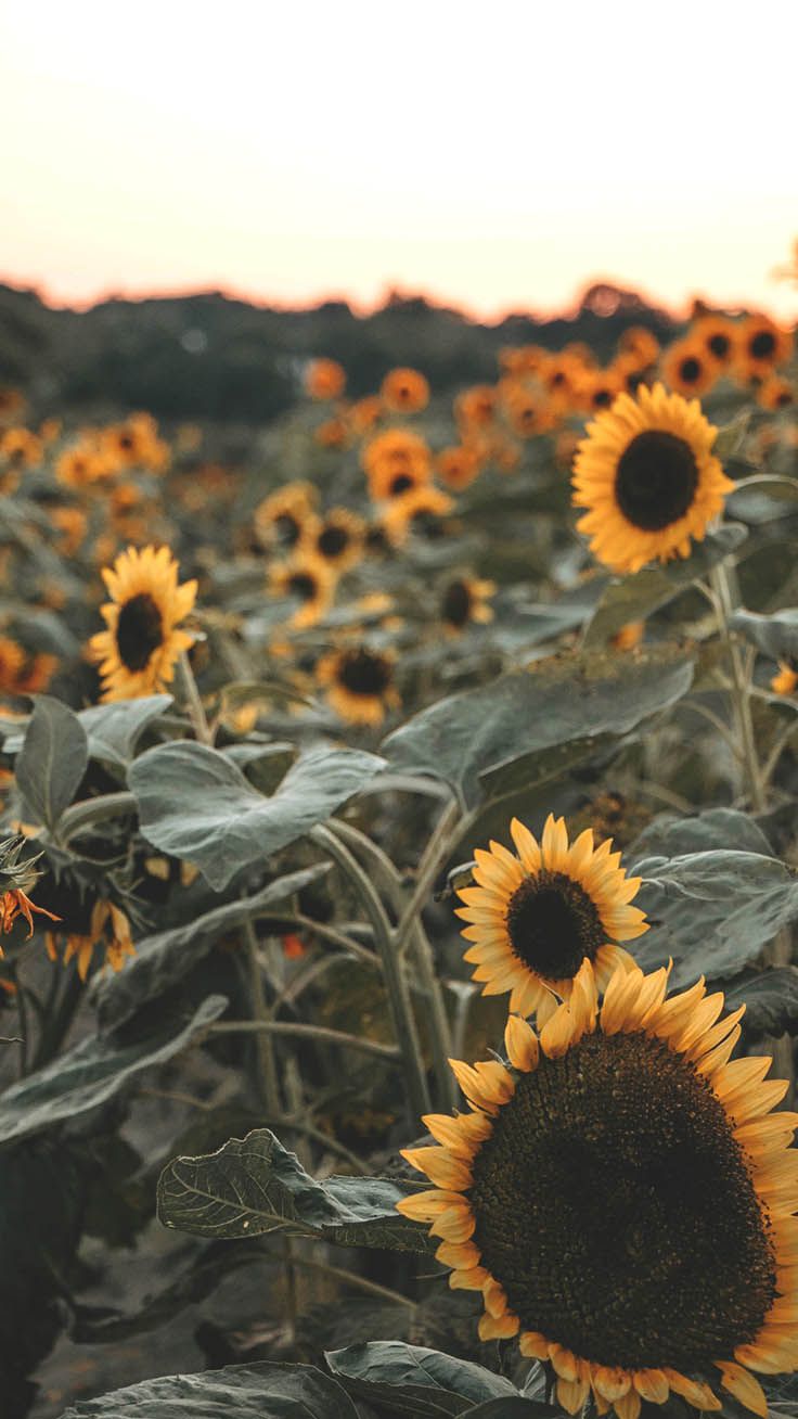 Super Pretty Sunflower iPhone Wallpaper