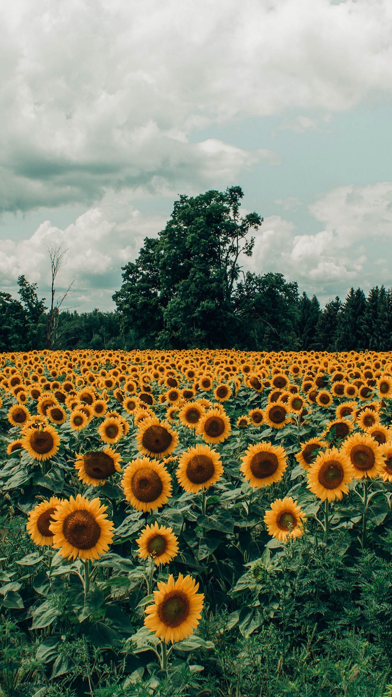 Download wallpaper 1350x2400 sunflowers, field, flowers, bloom