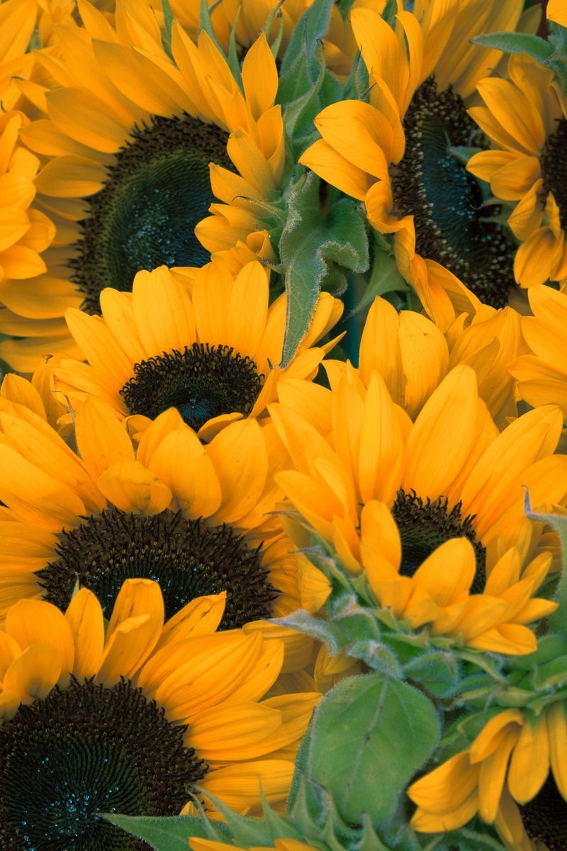Download Wallpaper 800x1200 Sunflowers, Flowers, Lots Iphone 4s 4