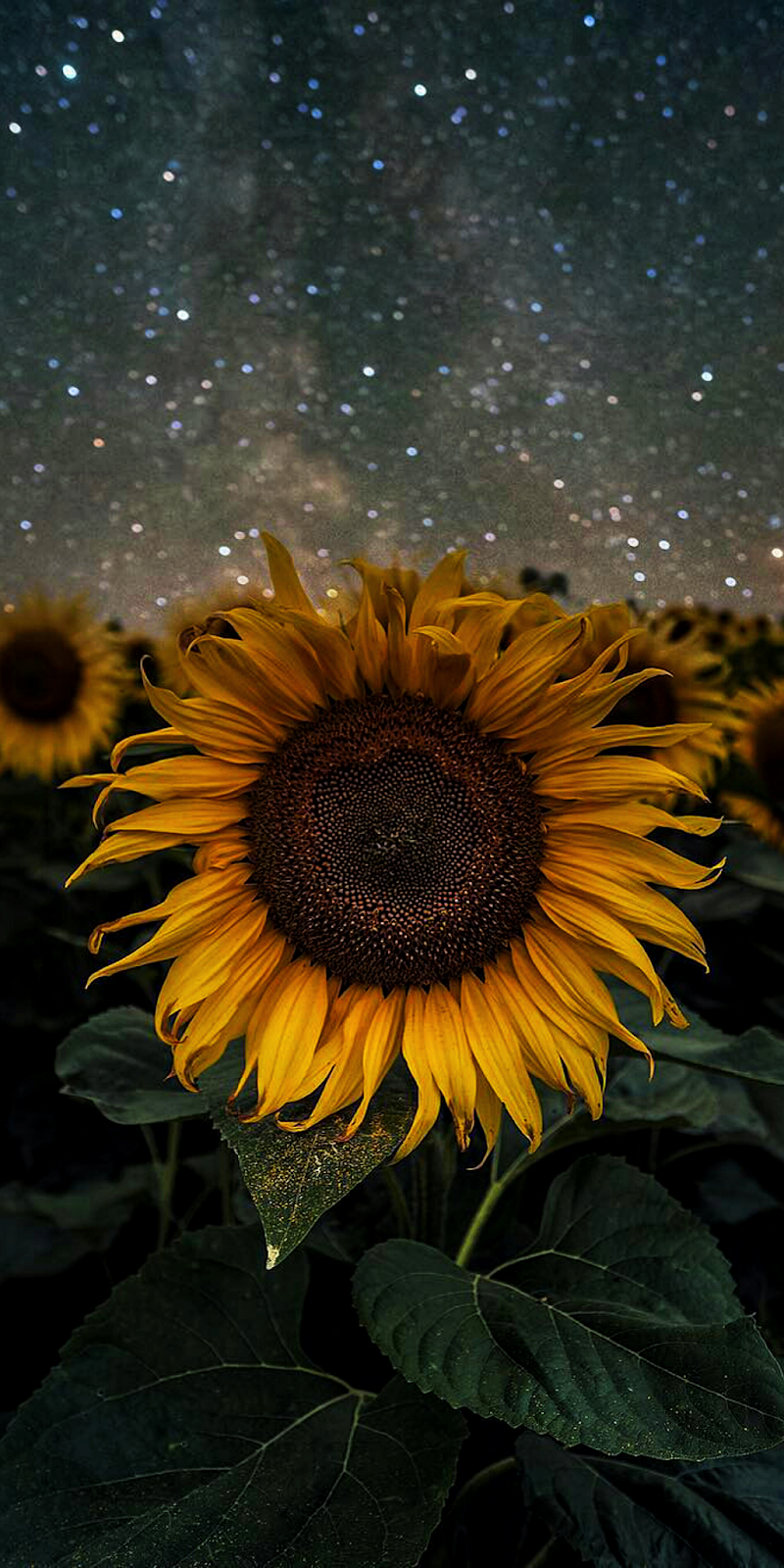 Sunflower Wallpaper iPhone Wallpaper