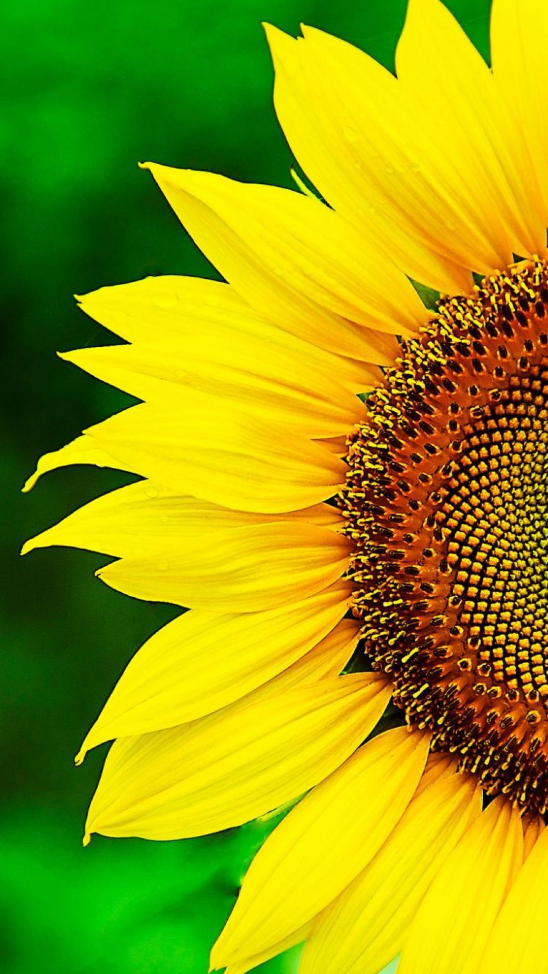 Sunflower, iPhone, Desktop HD Background