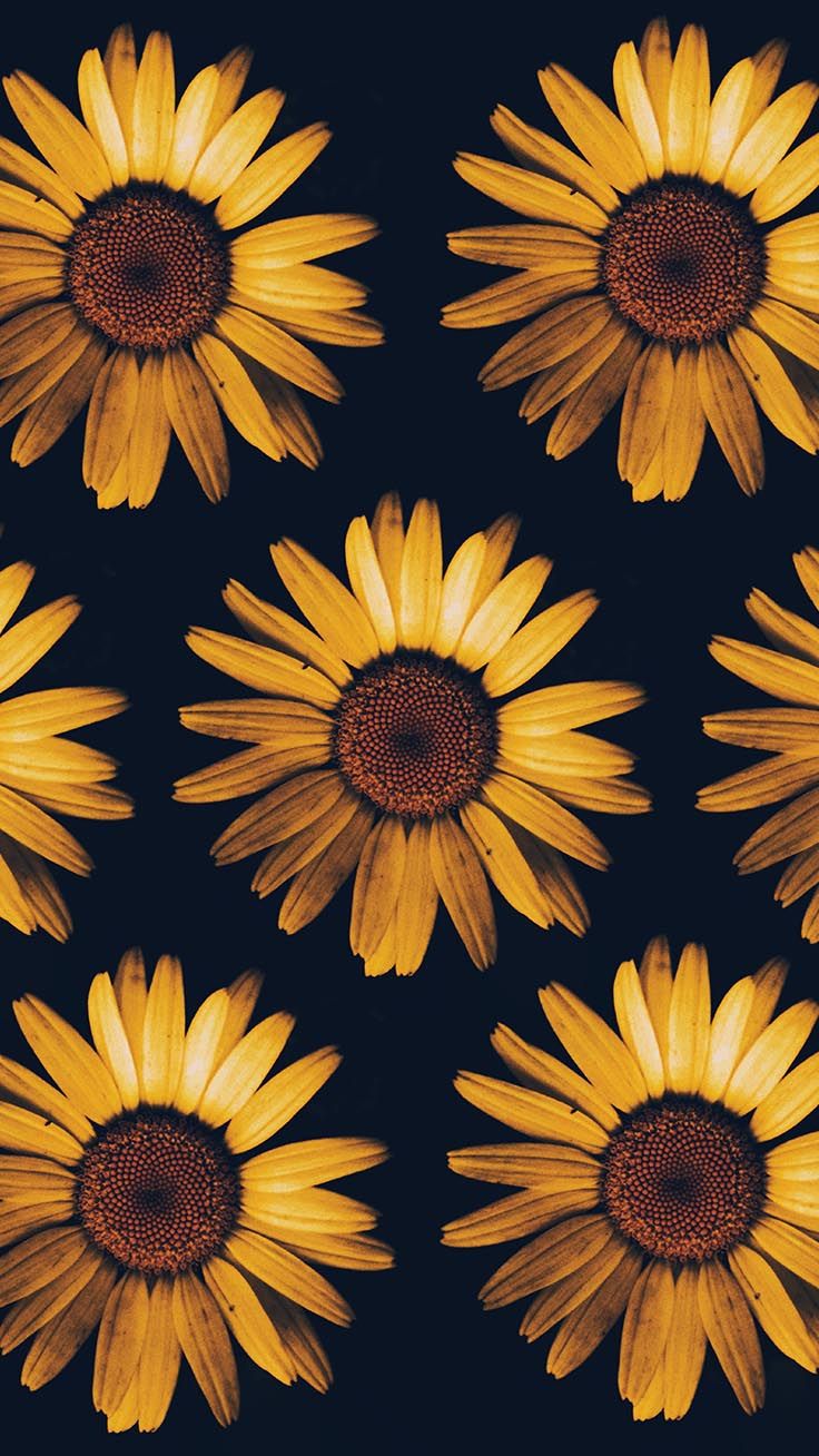 Super Pretty Sunflower iPhone Wallpaper