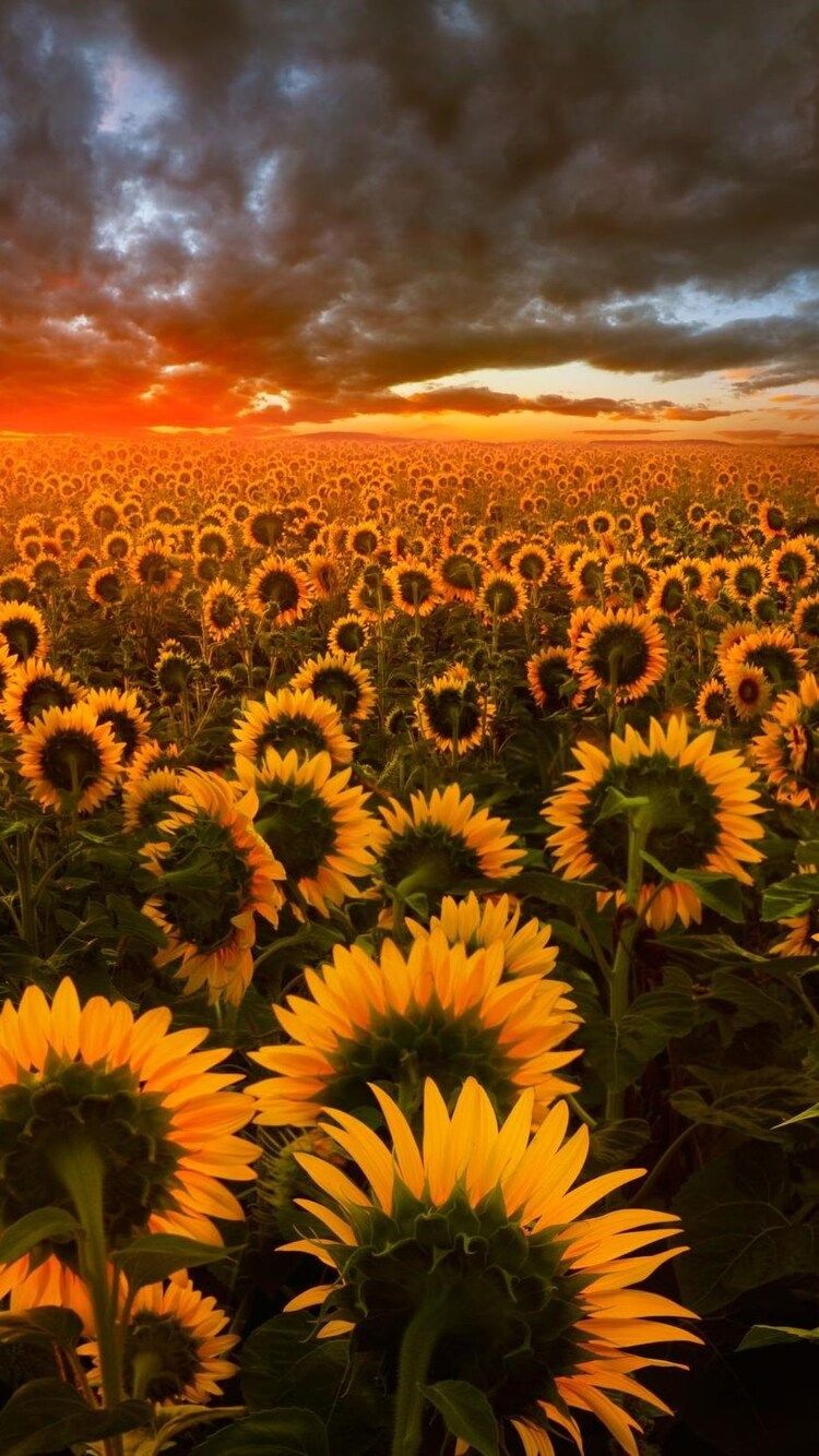 Sunflower Field iPhone iPhone 6S, iPhone 7 HD 4k