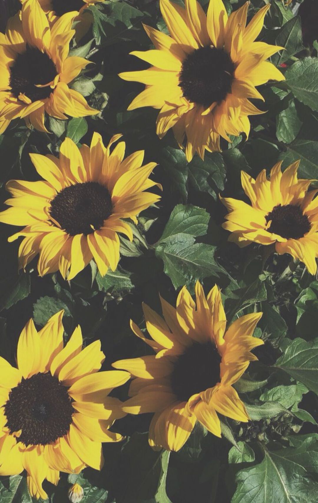 Yellow Aesthetic Sunflowers HD Wallpaper Desktop