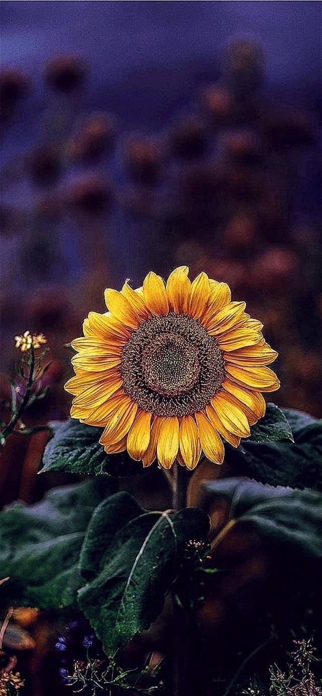 Sunflower Wallpaper HD iPhone X