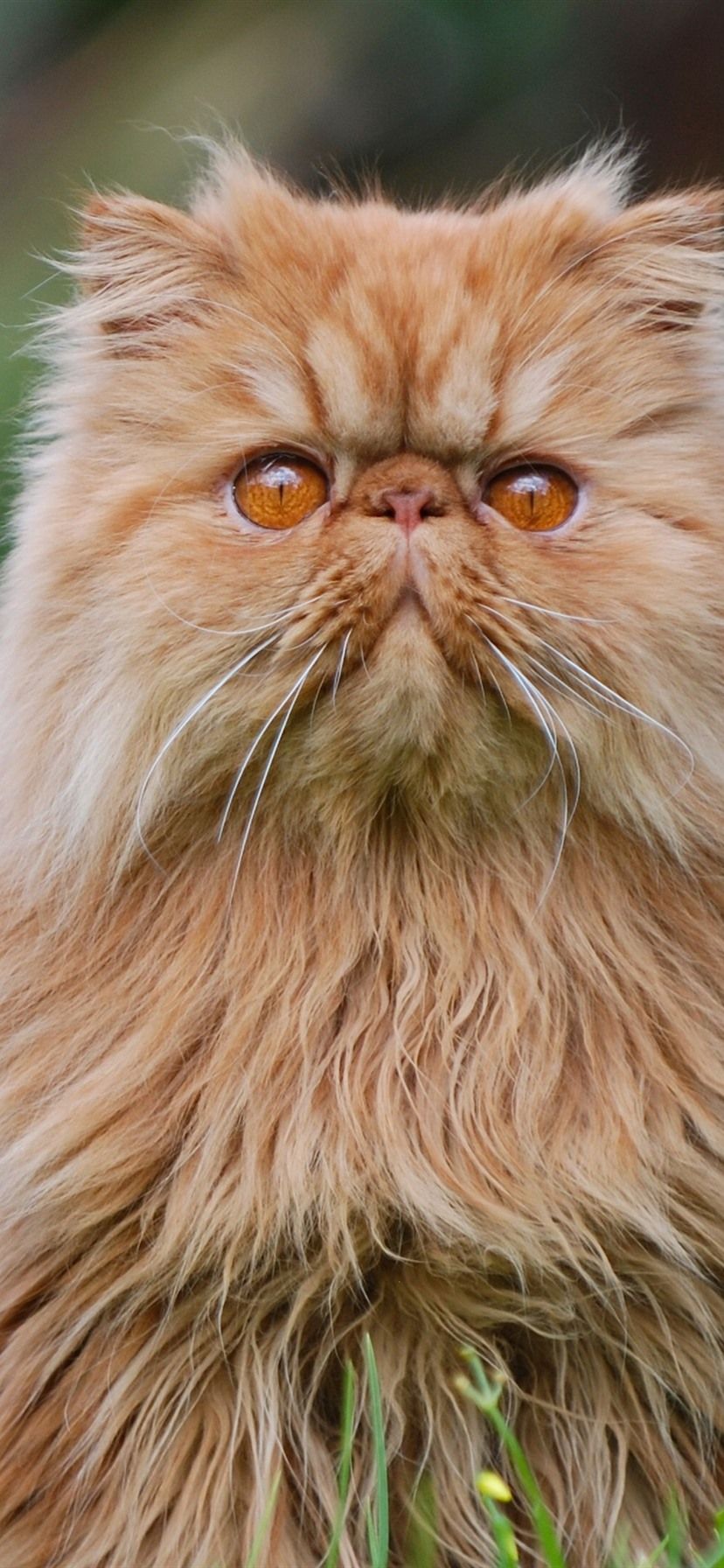 Persian Cat iPhone Wallpapers - Wallpaper Cave