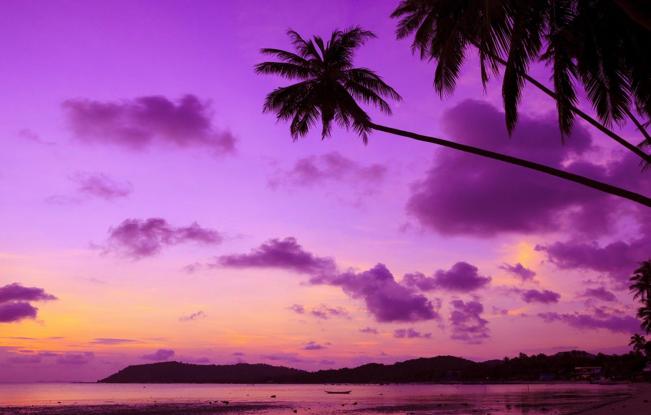 Wallpaper sea, beach, sunset, tropics, palm trees, shore, beach