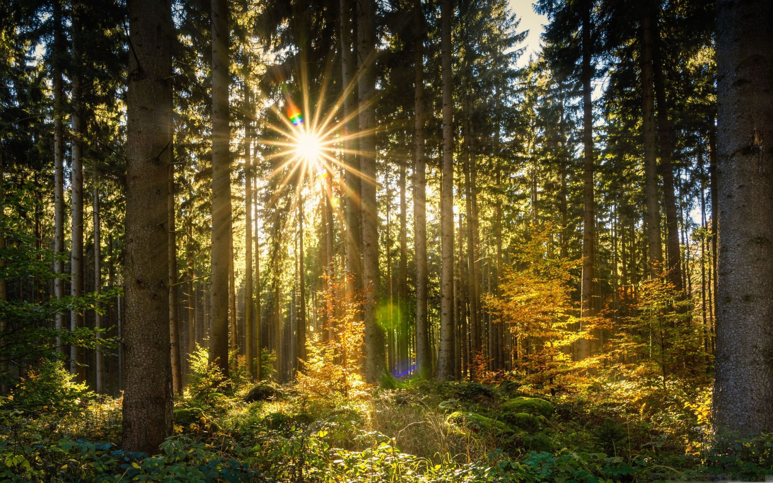 Morning Sun Rays Forest Mac Wallpaper Download