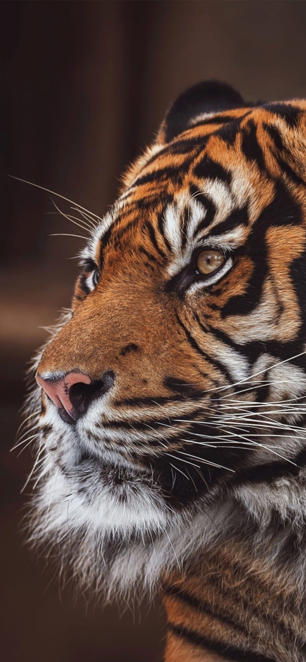 71 Iphone Tiger Art Wallpaper Gambar Terbaik - Posts.id