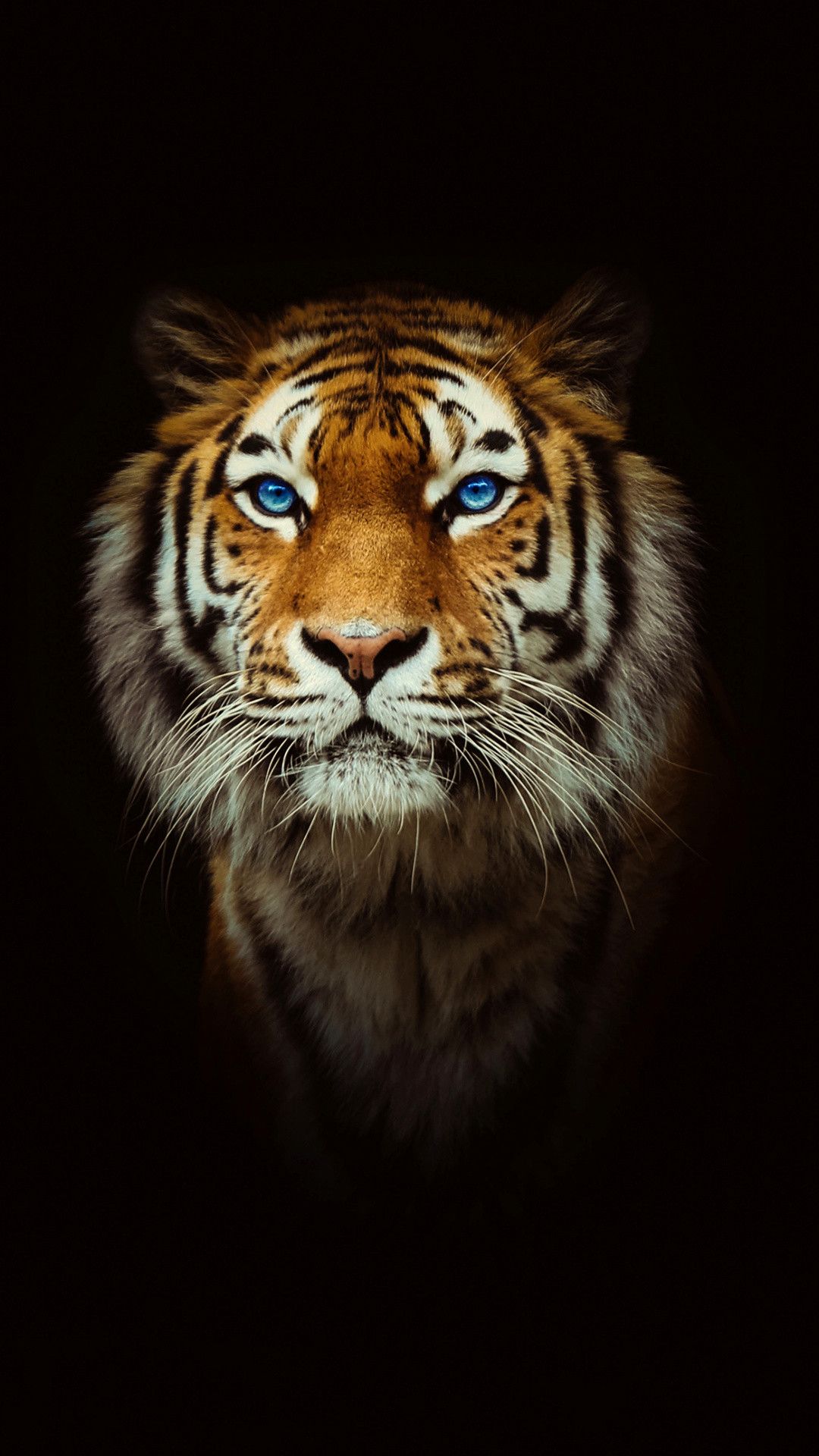 Tiger iPhone Wallpapers - Wallpaper Cave